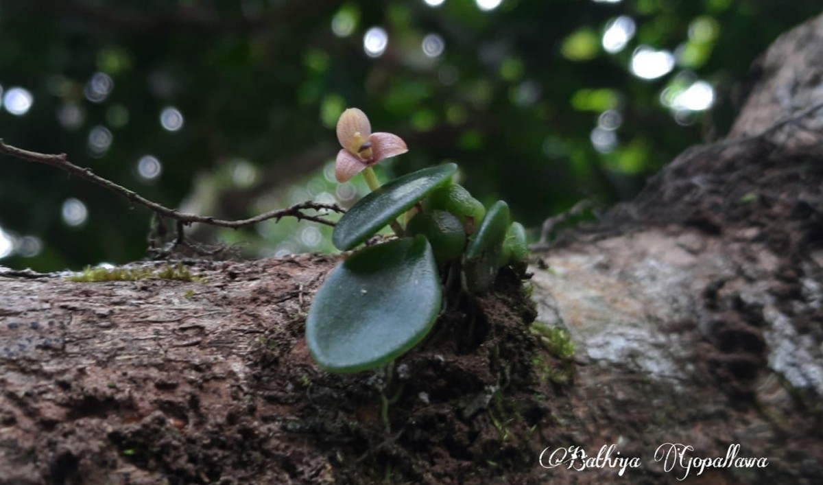 Bulbophyllum crassifolium Thwaites ex Trimen